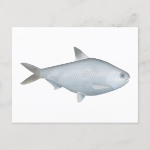 Bony Bream Postcard