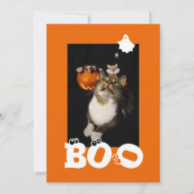 Boo Halloween Cat Ghost Spider Eyeballs Photo