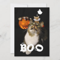Boo Halloween Pet Ghost Spider Eyeballs Photo