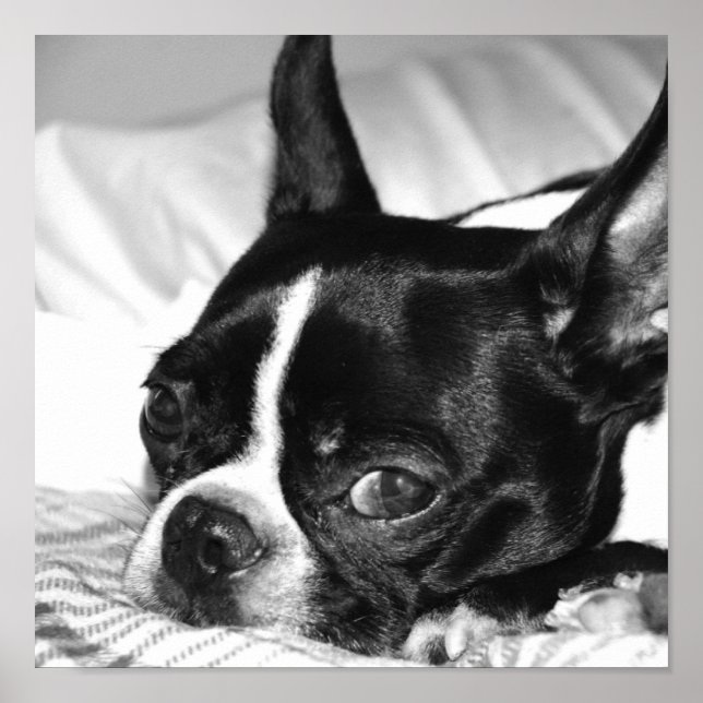 Boohoo Poster (Front)