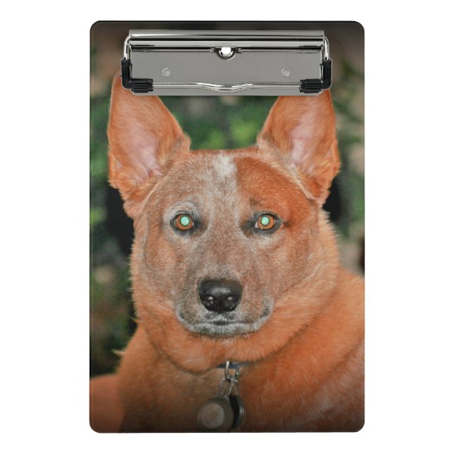 "Boomer" Red Heeler Dog Mini Clipboard (Front)
