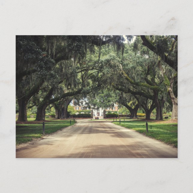Boone Hall Oaks Postcard (Front)