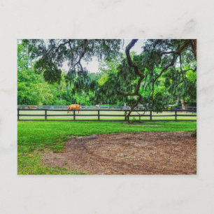 Boone Hall Stables Postcard