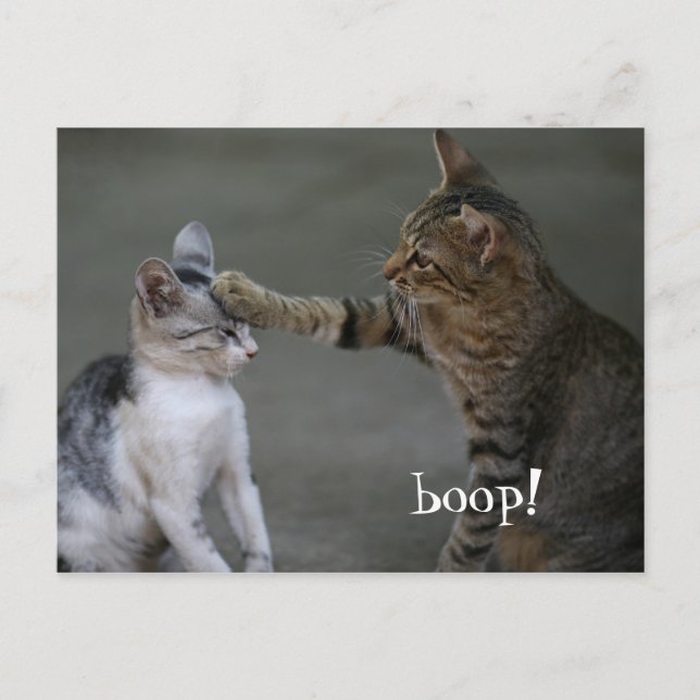 Boop de carte postale de chat amusant (Devant)