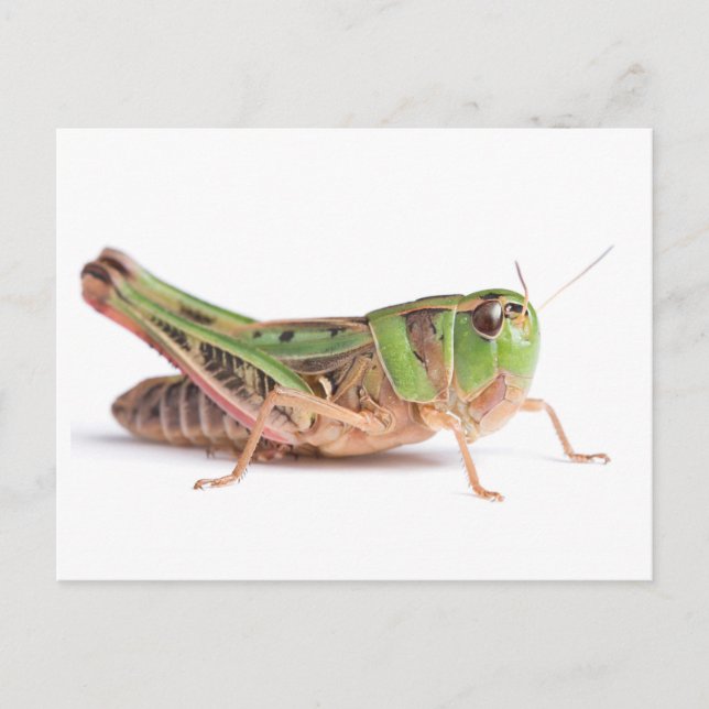 Boopie Grasshopper Closeup Photo Postcard (Front)