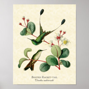 Booted Racket Tail Hummingbirds Art Print
