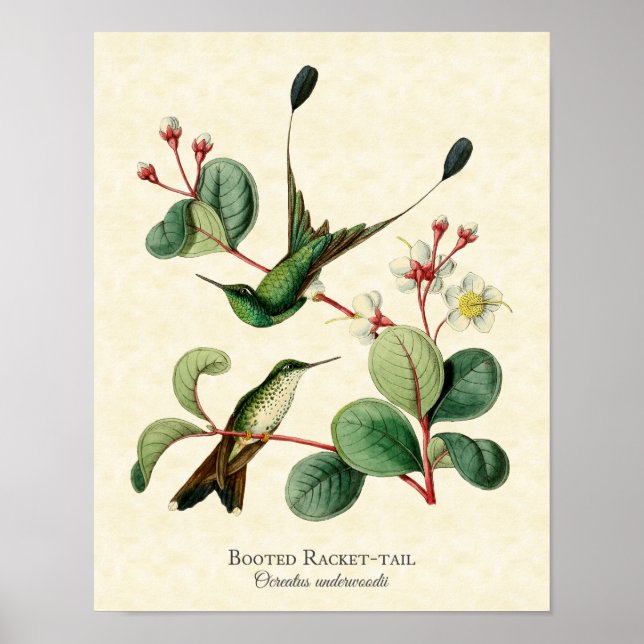 Booted Racket Tail Hummingbirds Art Print (Front)