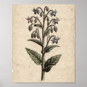 Borage Botanical Flower Art Poster