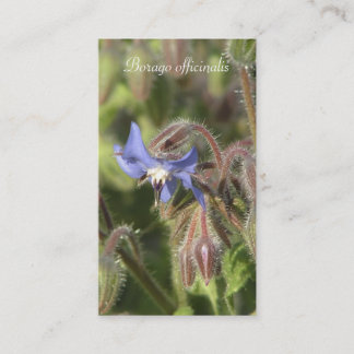 Borago officinalis blue flower close-up business card