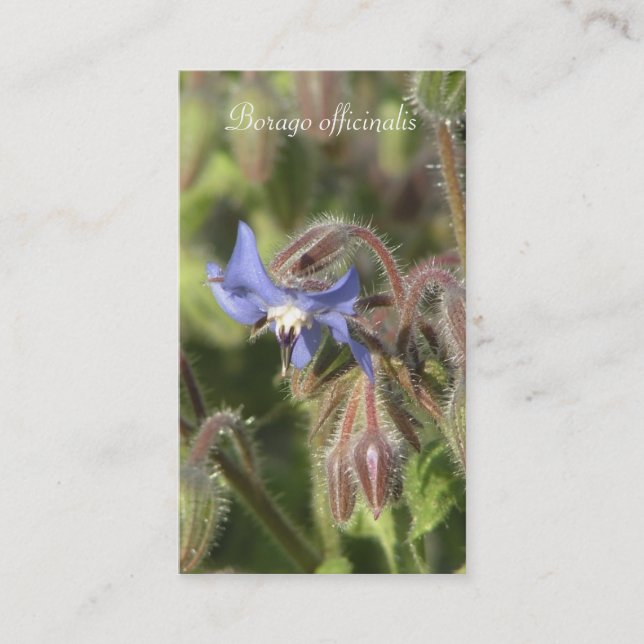 Borago officinalis blue flower close-up business card (Front)