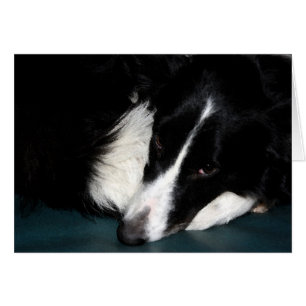Border collie