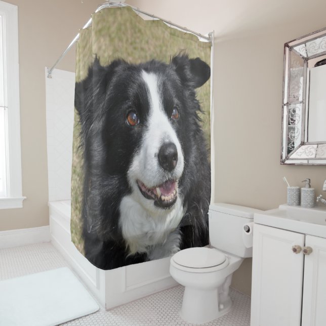 Border collie (In Situ)