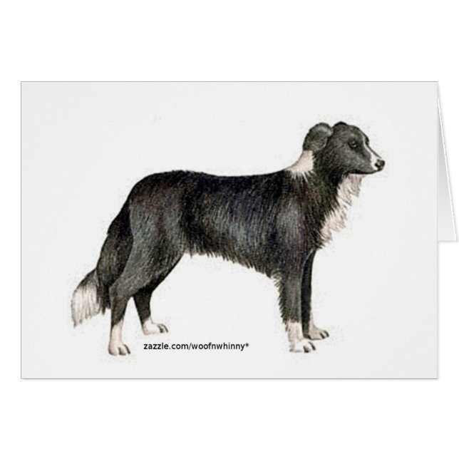 Border Collie (Front Horizontal)