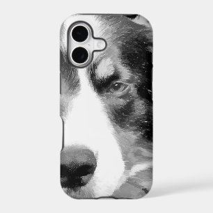 BORDER COLLIE