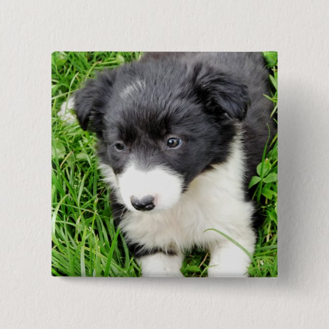 BORDER COLLIE 2 INCH SQUARE BUTTON (Front)