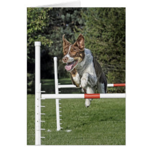 Border Collie Agility Card