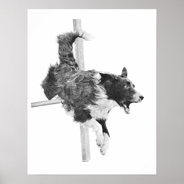 Border Collie Agility Dog Canine Art Dog Drawing Poster (Front)