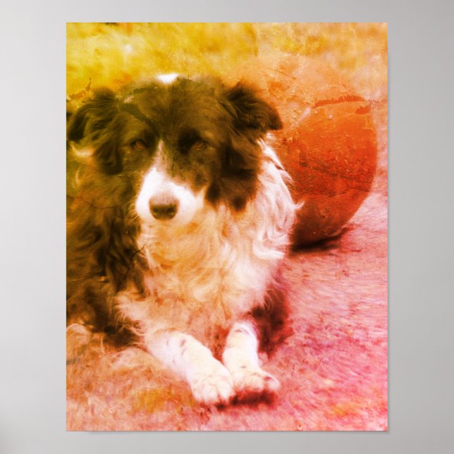 Border Collie And Ball Dog Art Poster (Front)