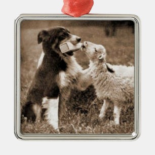 "Border Collie and Lamb"~Border Collie Ornament