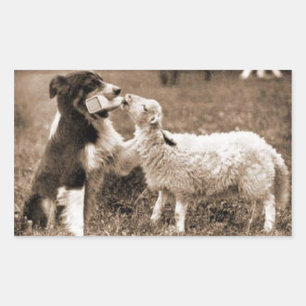 "Border Collie and Lamb"~Sticker Sticker