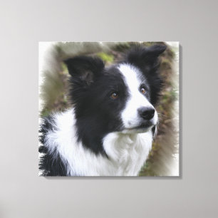 Border Collie Art Canvas Print