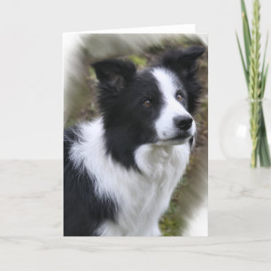 Border Collie Art Gifts Card