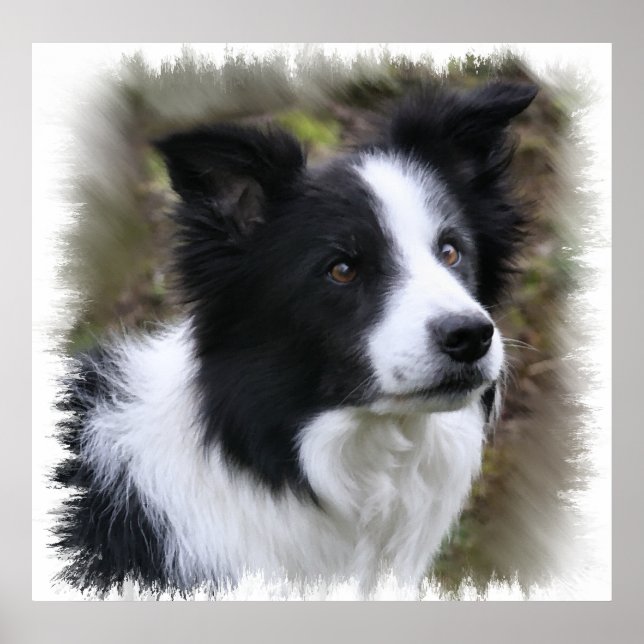 Border Collie Art Poster (Front)