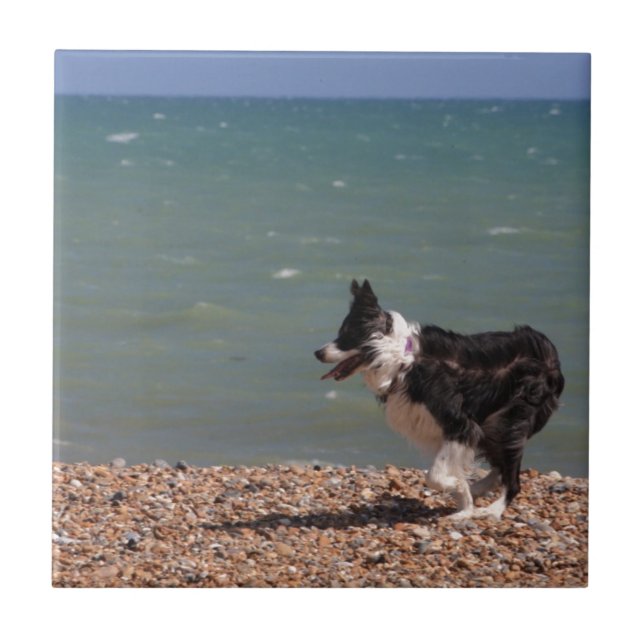 Border Collie at the Beach Tile (Front)