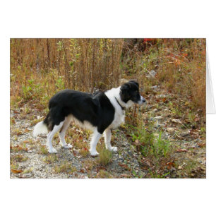 Border Collie Autumn