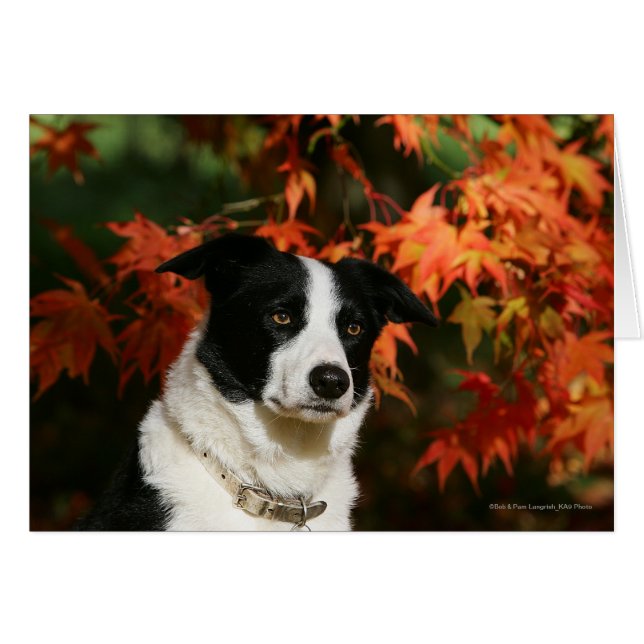 Border Collie Autumn Headshot (Front Horizontal)