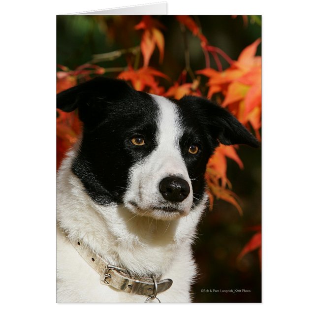 Border Collie Autumn Headshot (Front)