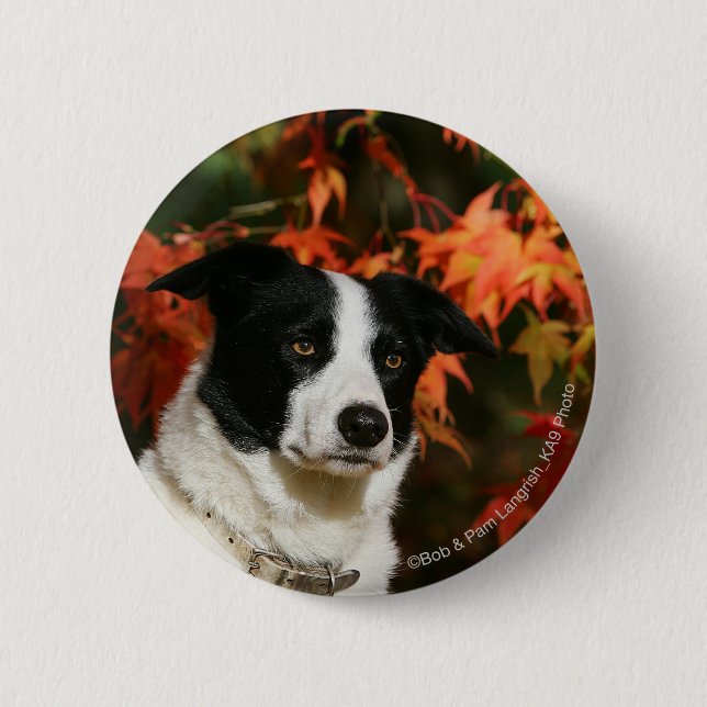 Border Collie Autumn Headshot 2 Inch Round Button (Front)