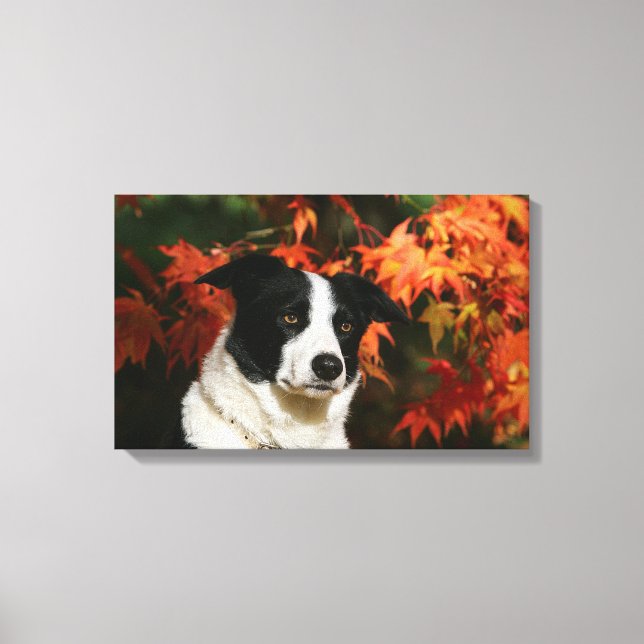 Border Collie Autumn Headshot Canvas Print (Front)