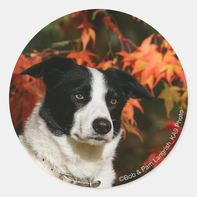 Border Collie Autumn Headshot Classic Round Sticker (Front)