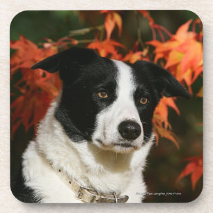 Border Collie Autumn Headshot Coaster