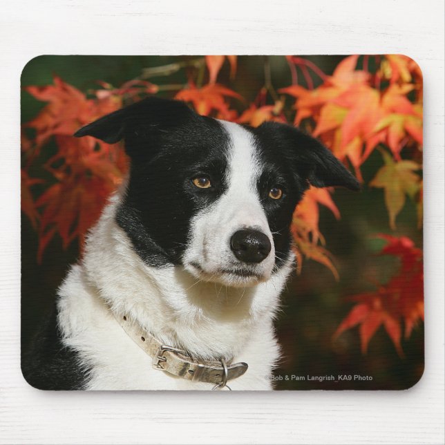 Border Collie Autumn Headshot Mouse Pad (Front)