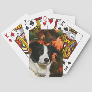 Border Collie Autumn Headshot Playing Cards