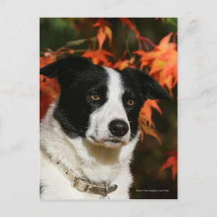 Border Collie Autumn Headshot Postcard