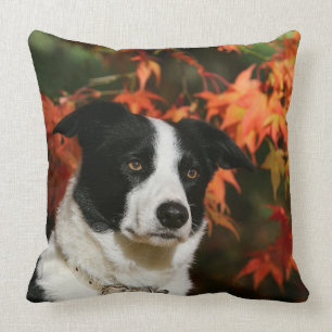 Border Collie Autumn Headshot Throw Pillow
