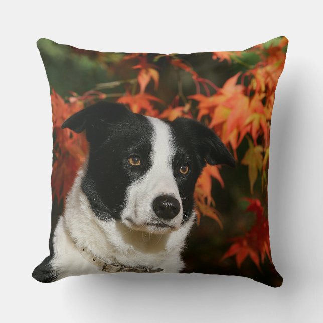 Border Collie Autumn Headshot Throw Pillow (Front)