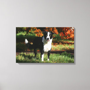 Border Collie Autumn Standing Canvas Print