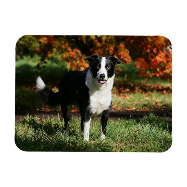 Border Collie Autumn Standing Magnet (Horizontal)