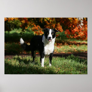 Border Collie Autumn Standing Poster