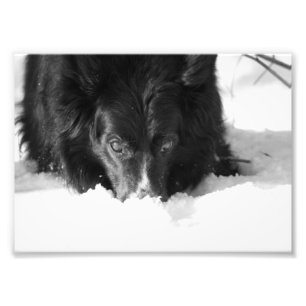 Border Collie Black and White Photo Print