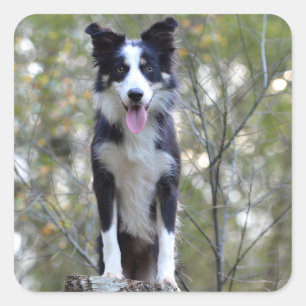 Border Collie Black And White Puppy Dog Stickers