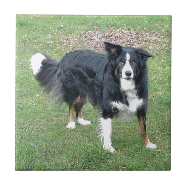 border collie black tri full tile (Front)