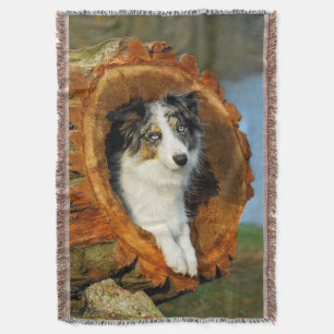 Border Collie Blue Merle Dog Cute Portrait Photo - Throw Blanket
