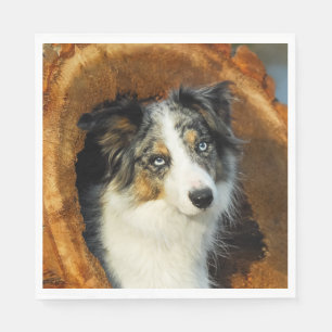 Border Collie Blue Merle Dog Head Photo Pet on - Napkin