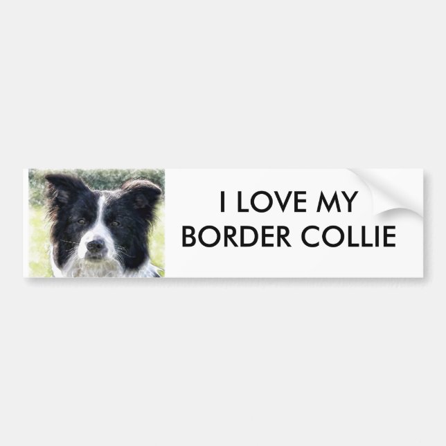 Border Collie Bumper Sticker (Front)
