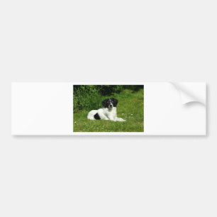 Border Collie Bumper Sticker
